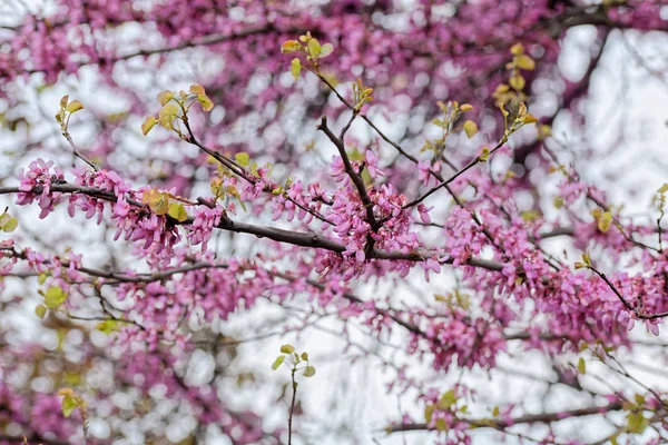 Albero di Giuda — Foto Stock