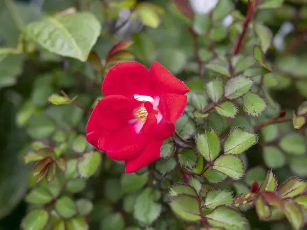 Vörös rózsa a kertben — Stock Fotó