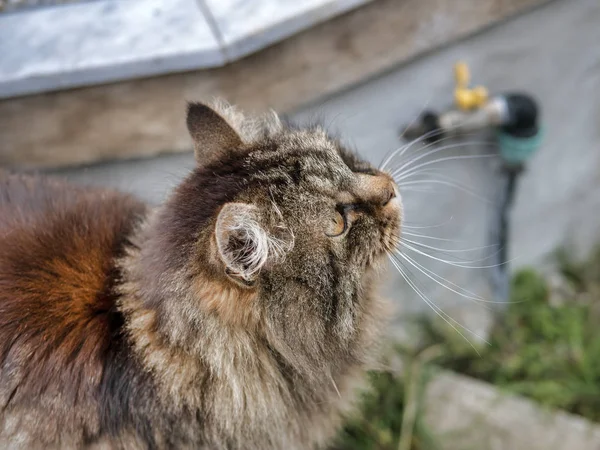 Katze draußen auf einer Wiese — Stockfoto