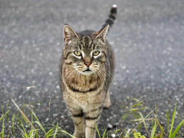 Gato fuera en un prado — Foto de Stock