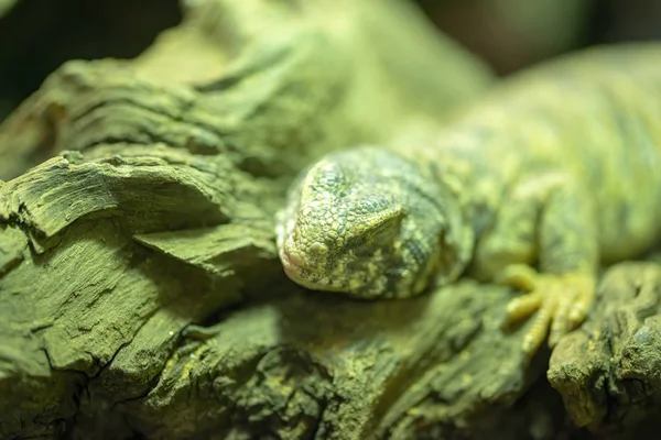 Vey bela vista de uromastyx ornata em um museu — Fotografia de Stock