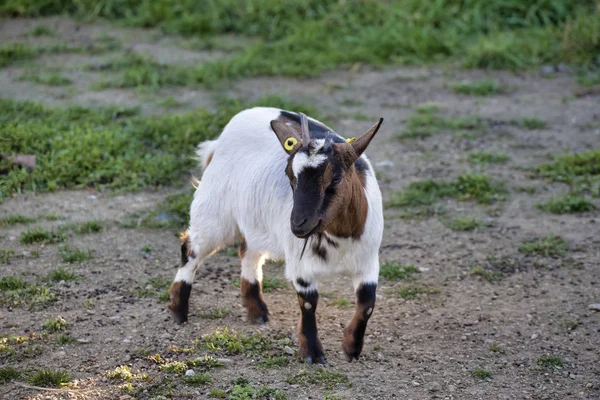 Retrato de una cabra tibetana en un prado —  Fotos de Stock