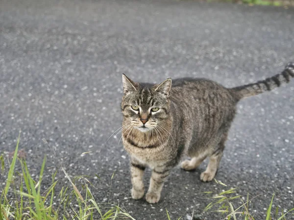 Gato gris en mi casa — Foto de Stock