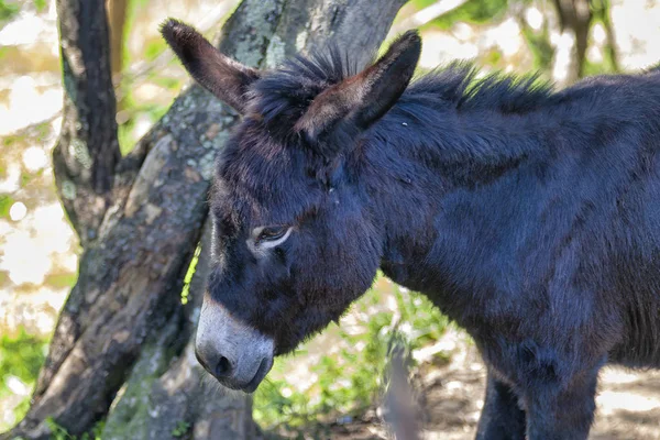 Detail of donkey nose — Stock Photo, Image