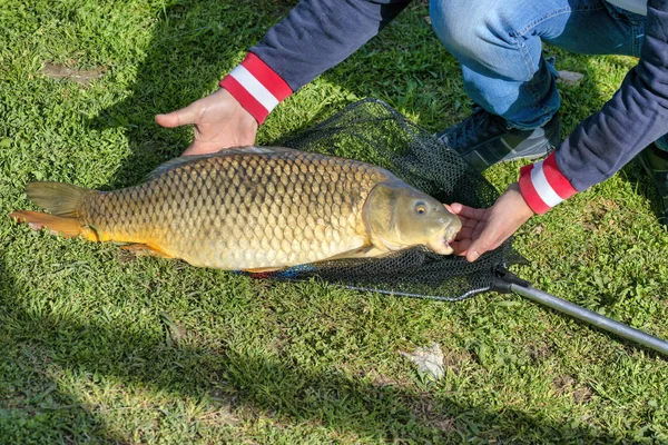 Grande carpa all'interno di una rete da sbarco — Foto Stock