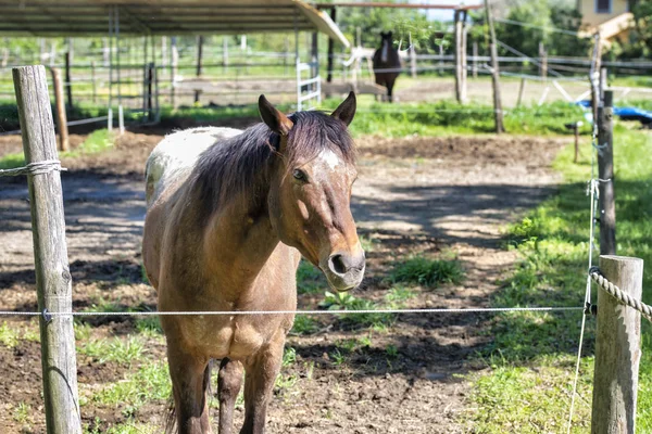 Cavalo marrom em um prado — Fotografia de Stock