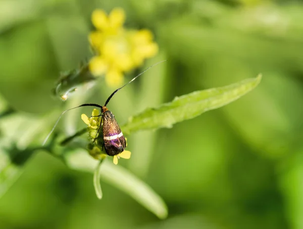 Adelidae australis na liściu — Zdjęcie stockowe