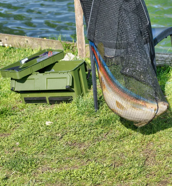 Grande carpa all'interno di una rete da sbarco — Foto Stock