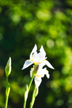Bahçedeki sarı zambak
