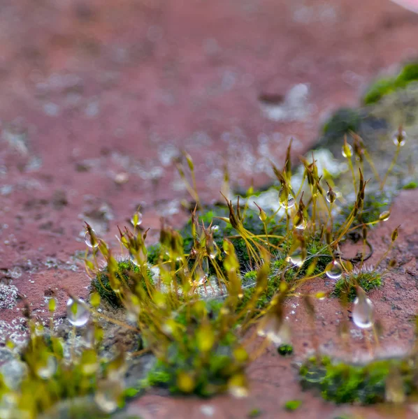 Musgo en la parte superior de una roca con gota de agua — Foto de Stock