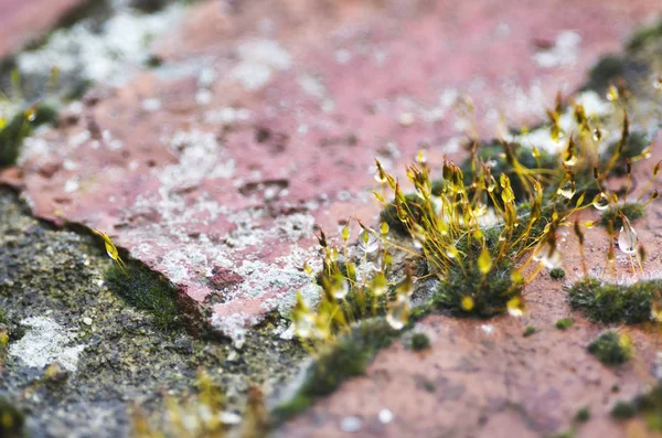 苔が岩の上に落ちていて — ストック写真