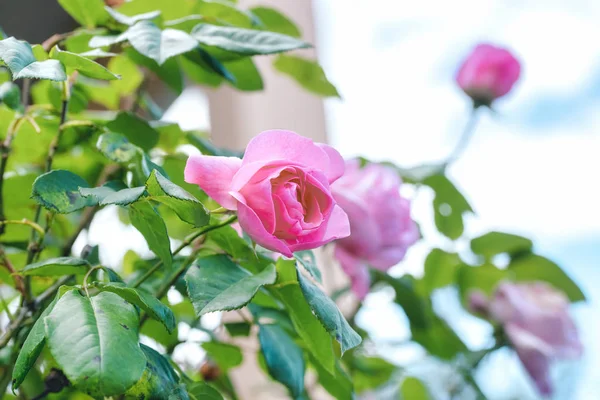 Rosa Rosa em um jardim — Fotografia de Stock