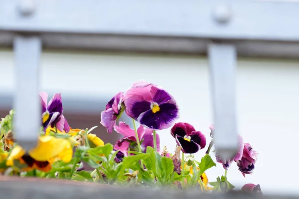 Detail of primula flowers — Stock Photo, Image