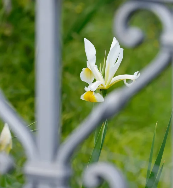 Iris giallo in un giardino — Foto Stock