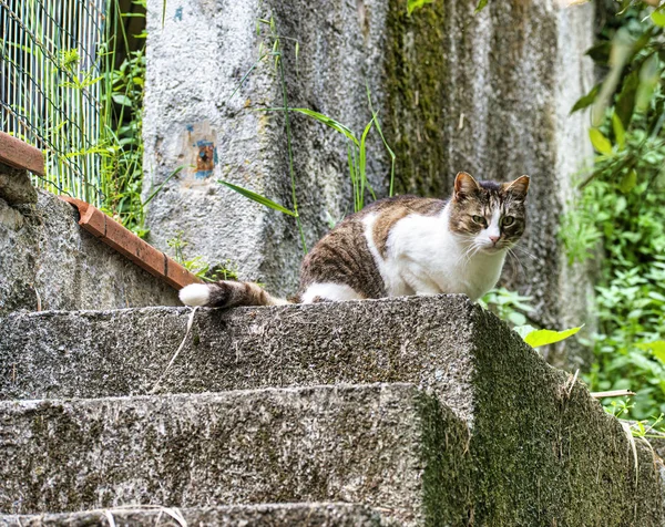 Gato marrón y blanco en mi casa — Foto de Stock