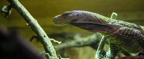 Detalhe de varanus macraei em um museu natural — Fotografia de Stock