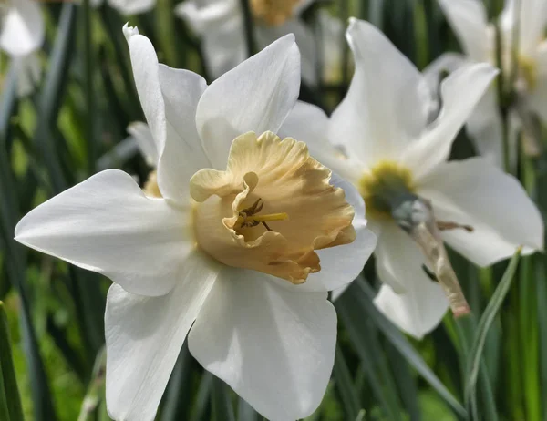 Mycket trevlig narcissus i en stadsträdgård — Stockfoto