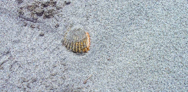 Gemeenschappelijke Cockle shell-cerastoderma kegel gewassen aan wal op Sandy — Stockfoto