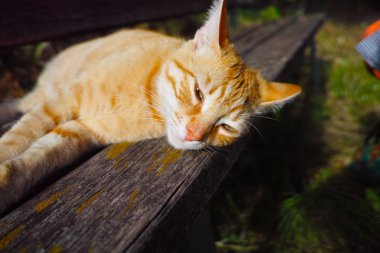 bir tahta tezgah üzerinde uyuyan çok güzel kadın kırmızı kedi