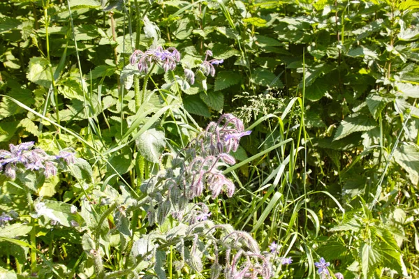 Borago virág — Stock Fotó