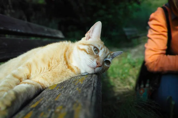Дуже красива жіноча червона кішка спить на дерев'яній лавці — стокове фото