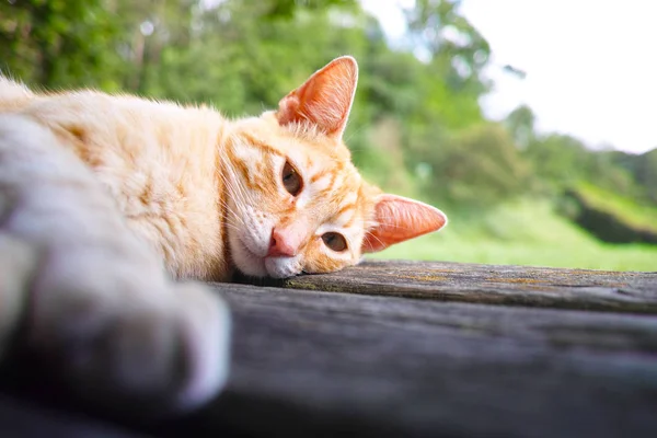 Gato rojo hembra muy agradable durmiendo en un banco de madera — Foto de Stock