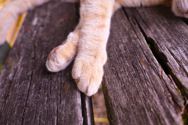 Très belle femelle chat rouge dormant sur un banc en bois — Photo