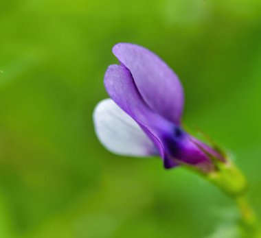 Lathyrus tuberosus detay 