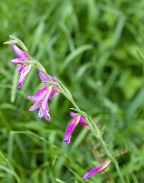 Bir bahçede gladiolus İTALİCUS mor çiçekler — Stok fotoğraf