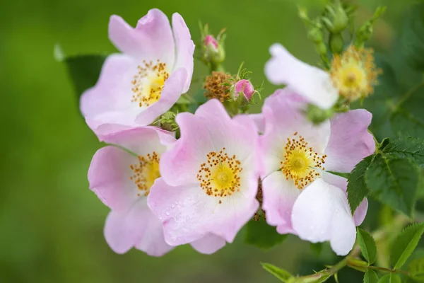 Detail einer Wildrose — Stockfoto