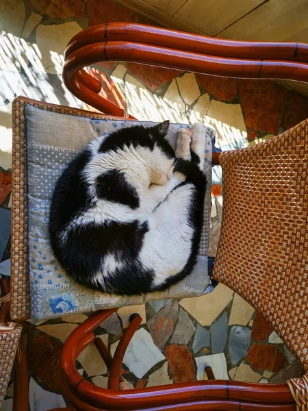 Viejo negro y blanco gato durmiendo en un silla — Foto de Stock