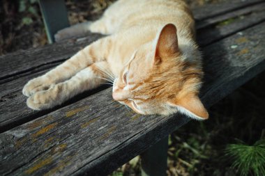 bir kedi uyku ayrıntı kontör bir ahşap Bank