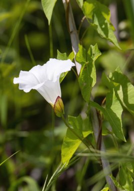 Japon yanlış bindweed veya Calystegia hederacea, dökmeyen çalı