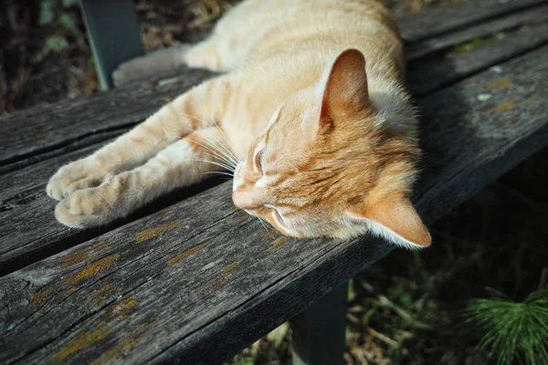 bir kedi uyku ayrıntı kontör bir ahşap Bank
