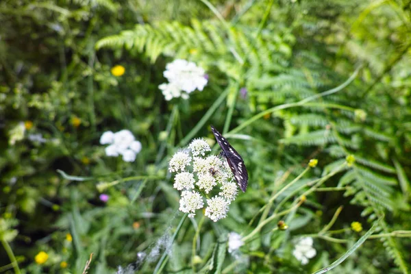 Детали Neptis rivularis ion a meadow — стоковое фото