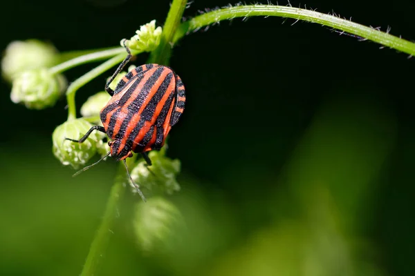 Italian striped bug Graphosoma lineatum italicum — Stock Photo, Image