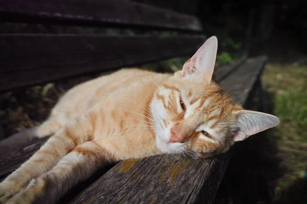 bir kedi uyku ayrıntı kontör bir ahşap Bank