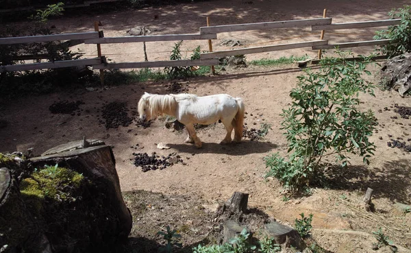 Un estanque en miniatura, un caballo de terapia, pastos en la hierba que crece b. —  Fotos de Stock