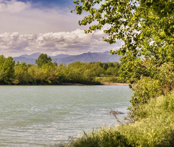 taze yeşil yaprakları ile ağaç dalları su üzerinde düşük asılı