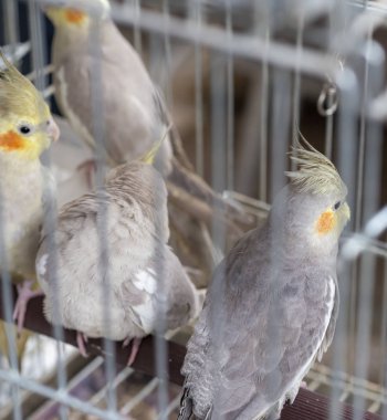 İtalya 'da bir kafeste parokeet