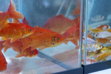 İtalya sonbahar yaprakları