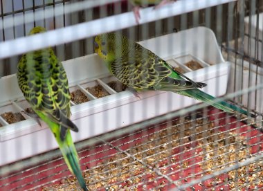 İtalya 'da bir kafeste parokeet