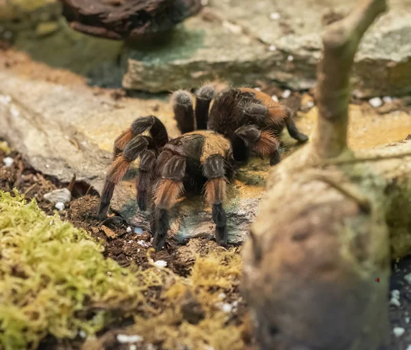 Brachypelma gıda için bekleyen bir kutu içinde — Stok fotoğraf