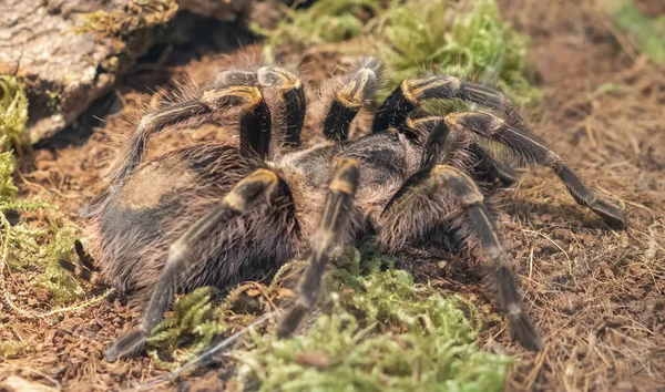 Detail grammostola pulchripes v teráriu — Stock fotografie