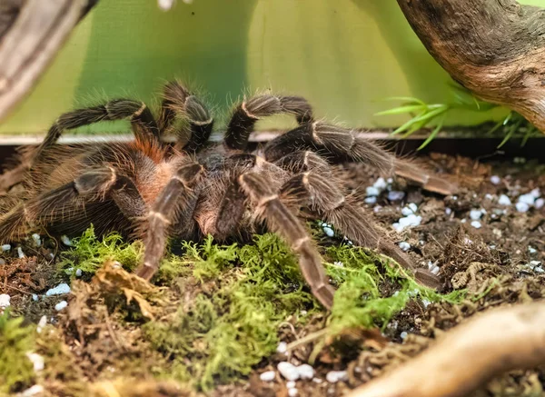 Lasiyot klugi bir tarantula Brezilya için endemik detay — Stok fotoğraf