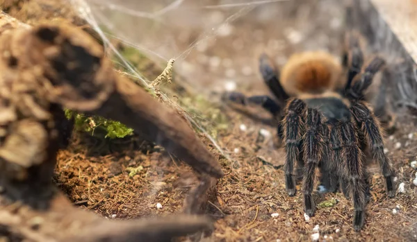 Terrarium 'da Chromatopelma cyaneopubescens detay — Stok fotoğraf