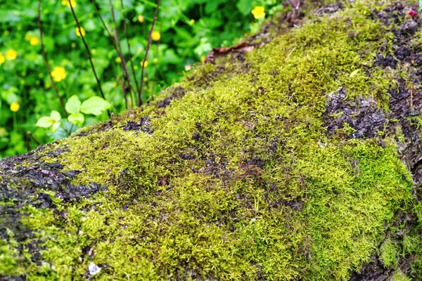 Ağaç üzerinde yosun — Stok fotoğraf