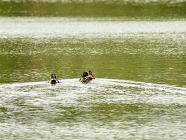 mallard in a lake in tuscany
