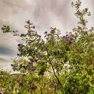 lower of solanum in a garden near la spezia