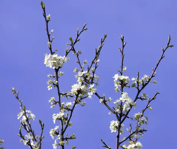 Blomma av körsbär mot blå himmel — Stockfoto